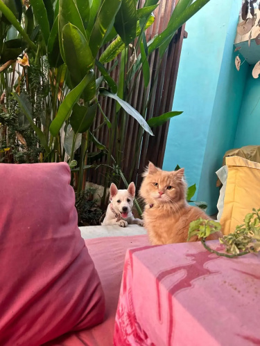 Shalana Homestay- formerly Teka Teki House