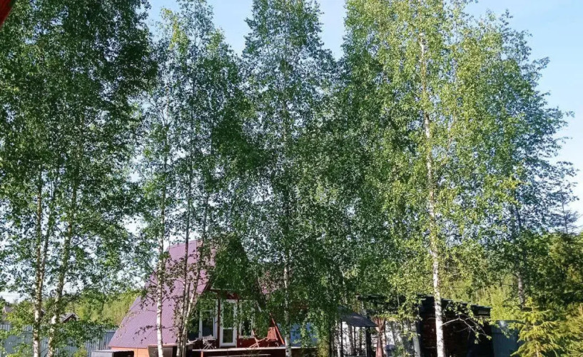 Фотография номера Коттеджа Дом А-фрейм с банным чаном и баней на дровах