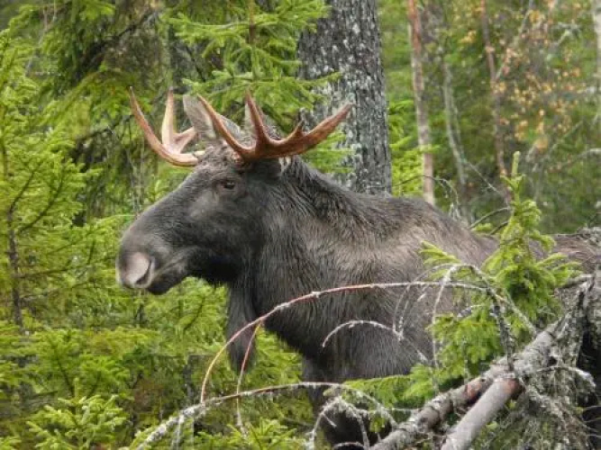 Wildlive Adventures