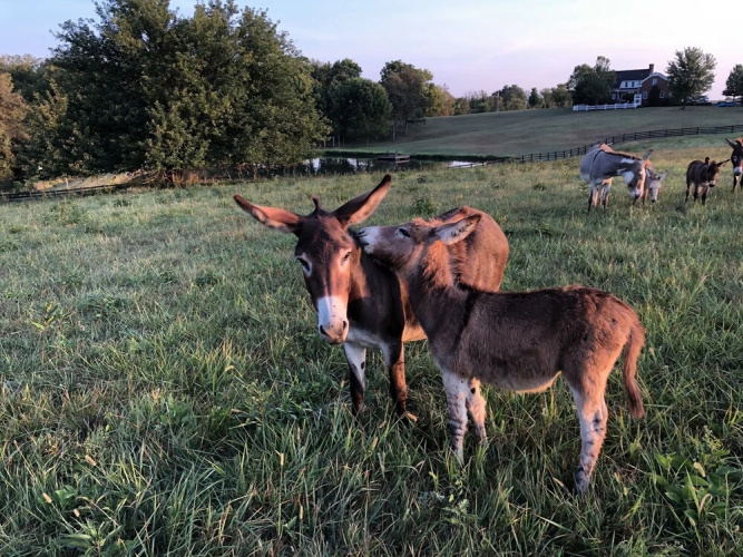 Willow Bend Farm