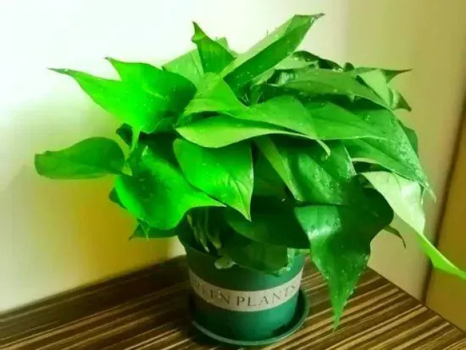 Taixin Hotel