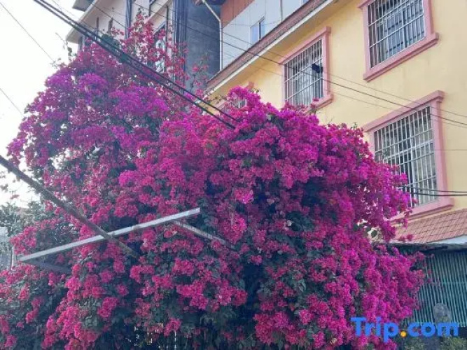 Qingmai Homestay