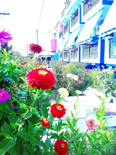 Zante Dahlia