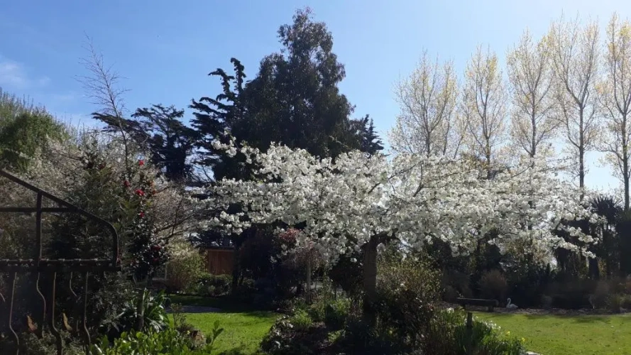 Standard Double room with garden view