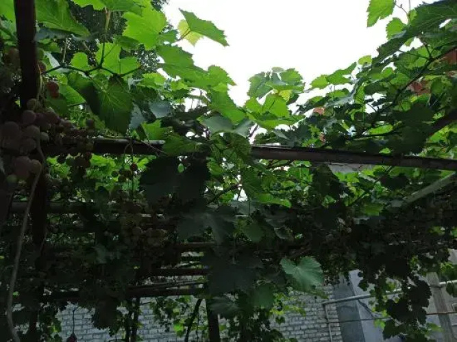 Shidu Rural Impression Farm House