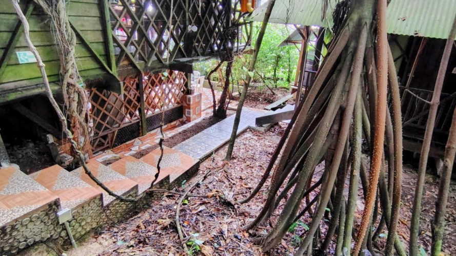 Ayahuasca