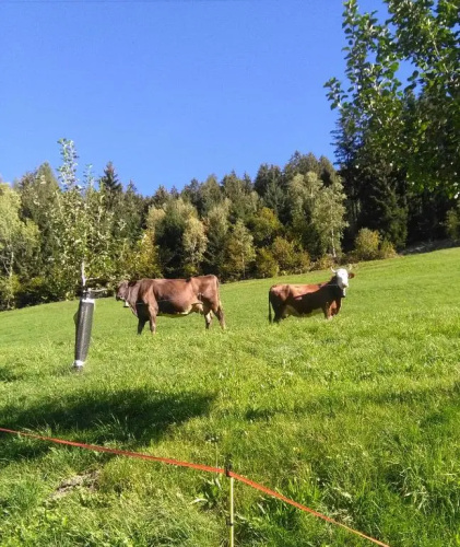 Stockhof