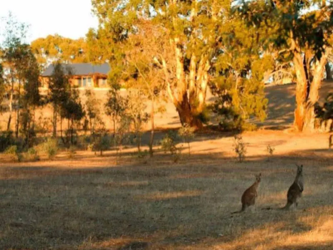 Kangaroos In The Top Paddock