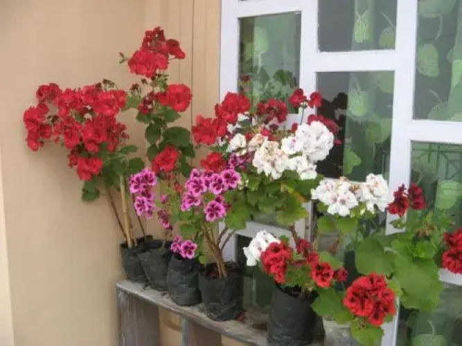 Samir's Homestay