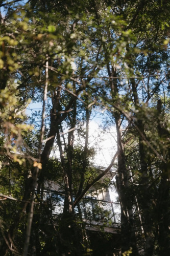 Treetop Tranquility