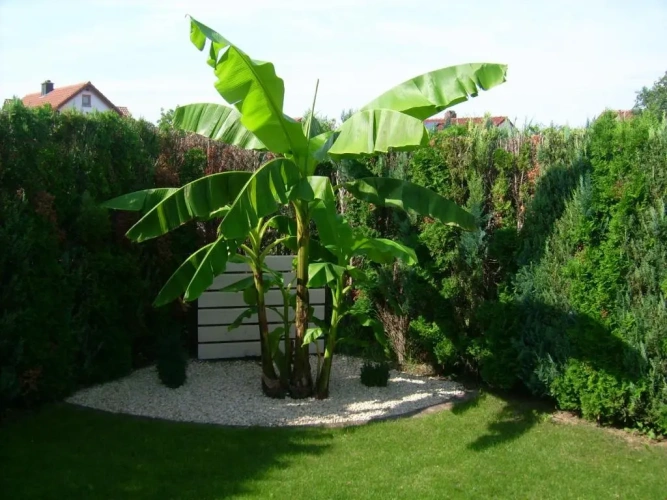 Triple Cottage