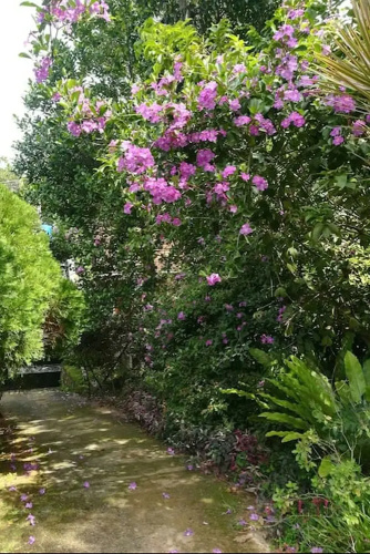 HikkaJayaSri Villa Peacock