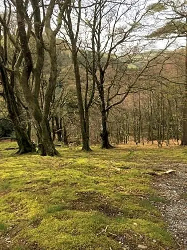 Bryncoed