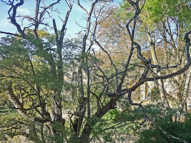 Standard Twin room with park view