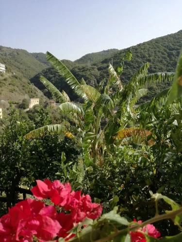 Standard Double room with garden view