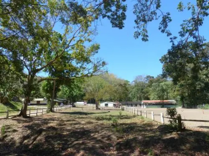 Ranch Black Horse