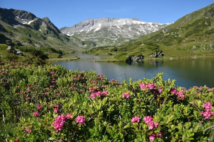 Schachneralm