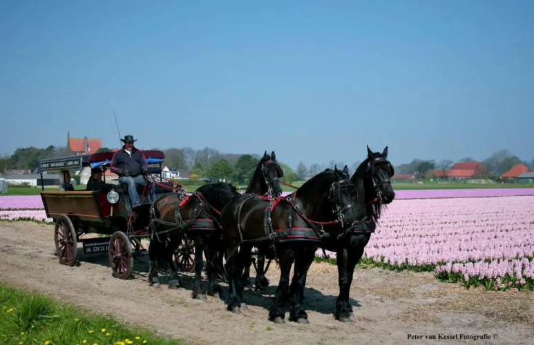 Sterrenhoeve