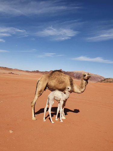 Wadi Rum Wanderlust Camp