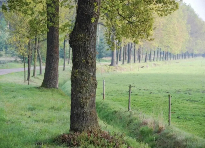 Forest Cottage Near Leenderbos