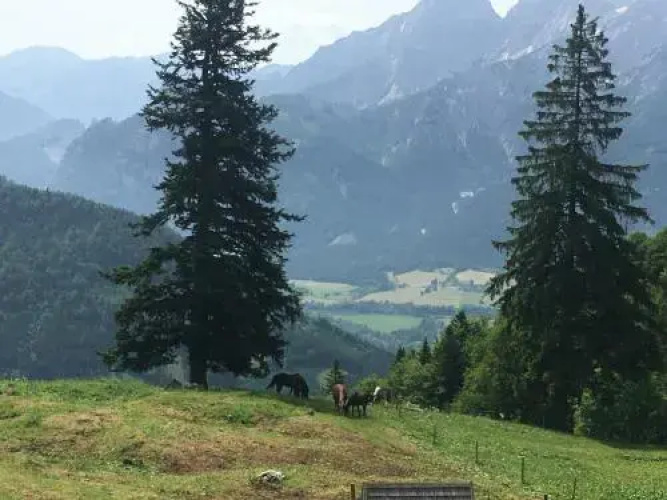 Wengerwirt