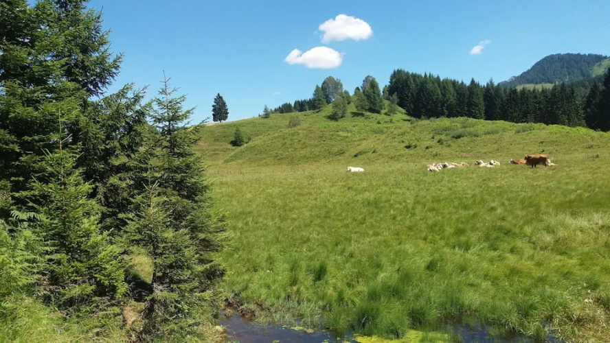 Chalets Zöhrer - Wohnen am Wasser
