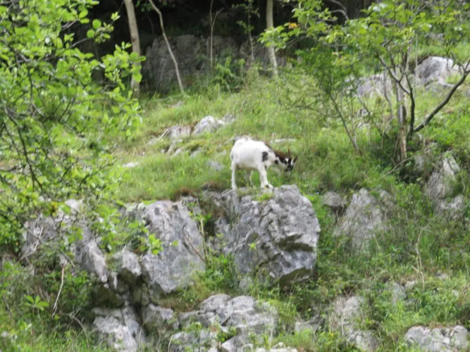 The Mendip is on cheddar bridge park