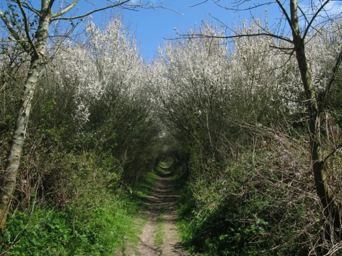 La Flore De Lys