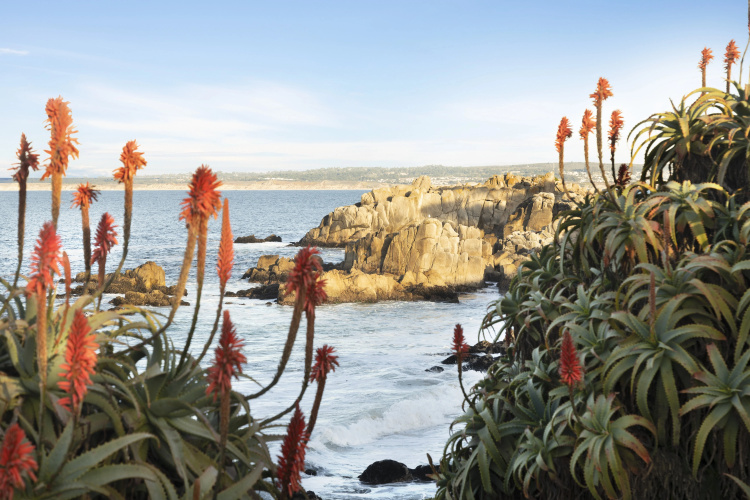 InterContinental The Clement Monterey photo 29