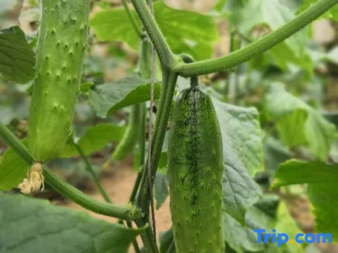 Bianshihada Ecological Farm