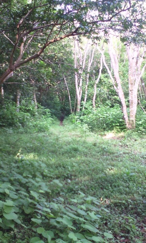 Outside