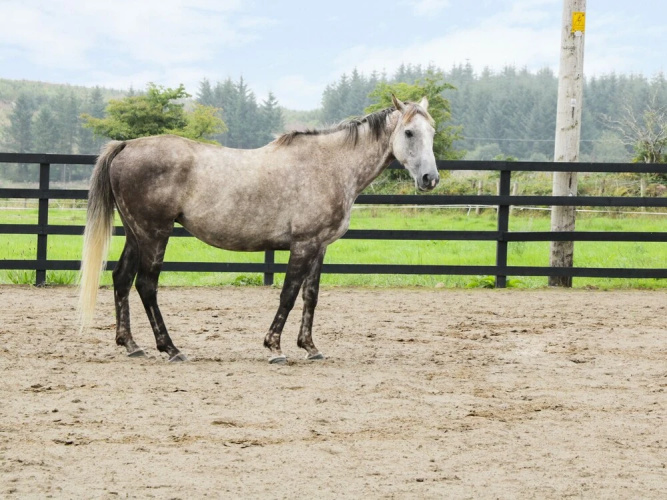 Kilronan Ranch