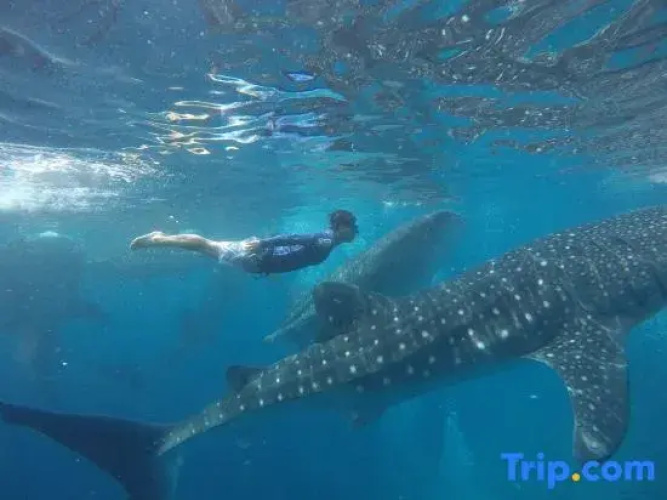 Treeshade Resort & Spa Moalboal