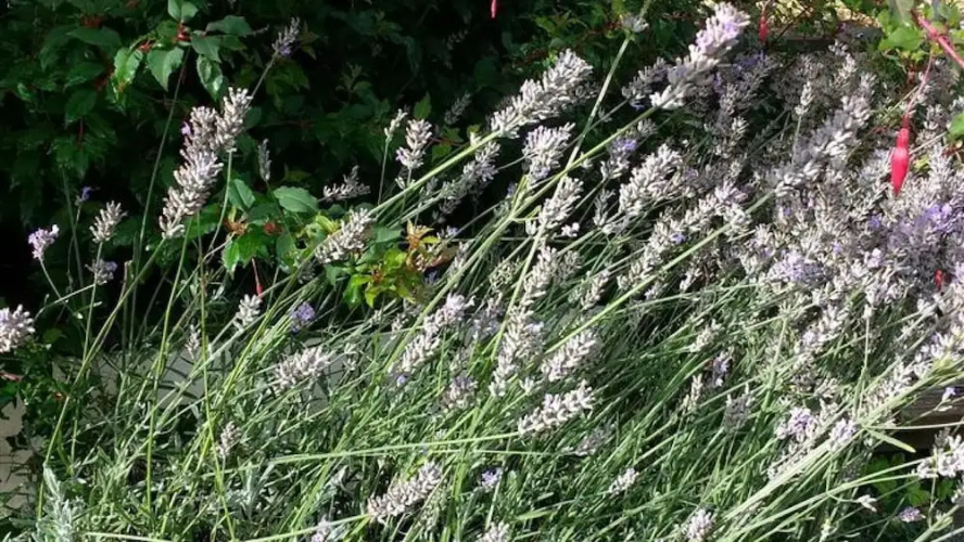 The Lavenders