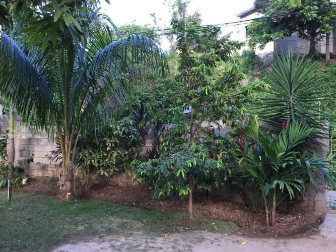 Mango Inn Kingston