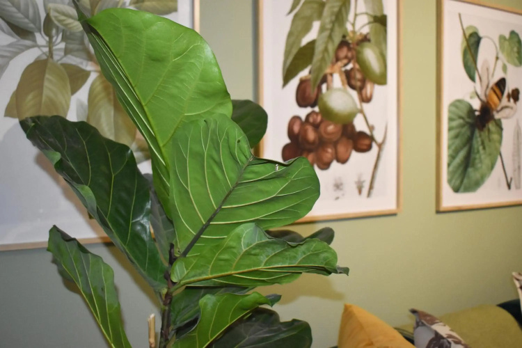 The Botanical House