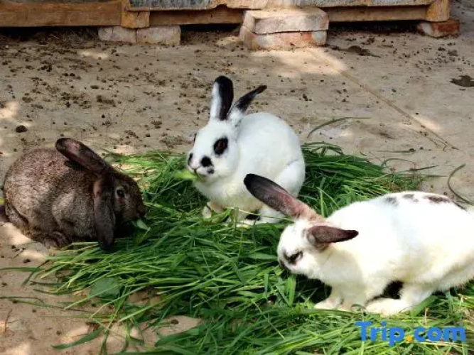 Sanhe Yijingyuan Homestay