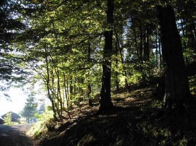 Fichtenweg 33