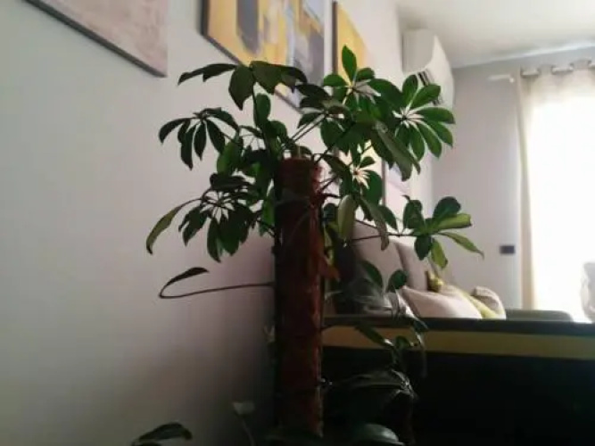 Capo Apartment