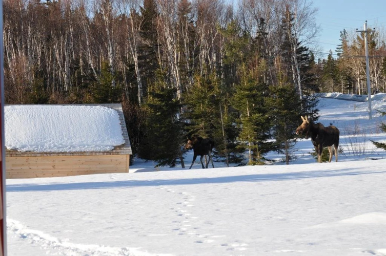 The ZzzzMoose