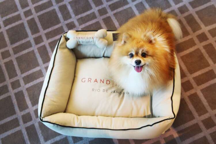 Grand Hyatt Rio De Janeiro Over view