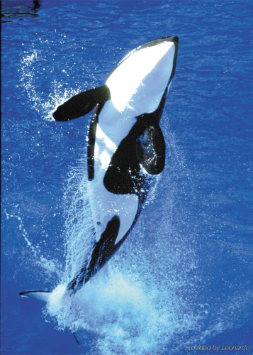 Holiday Inn San Antonio Northwest Seaworld photo 35