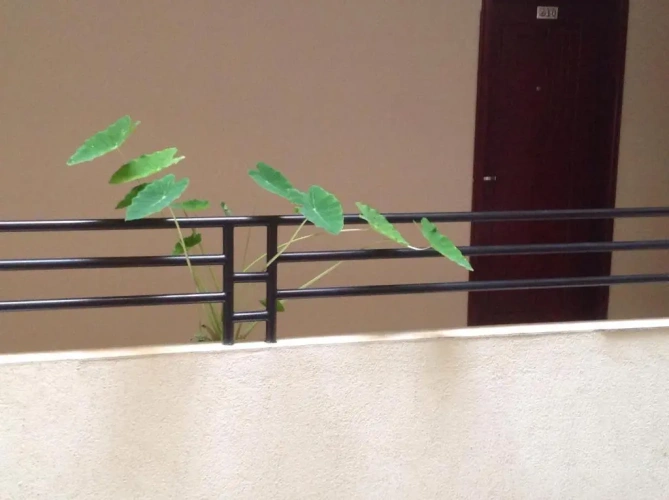 Standard Double room with balcony and with view