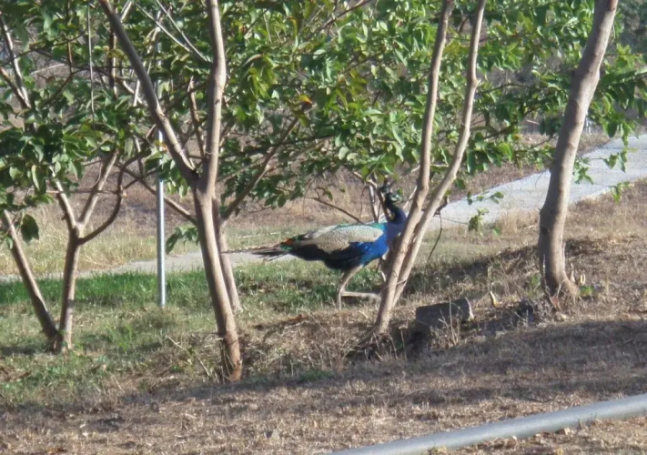 Crazypeacock