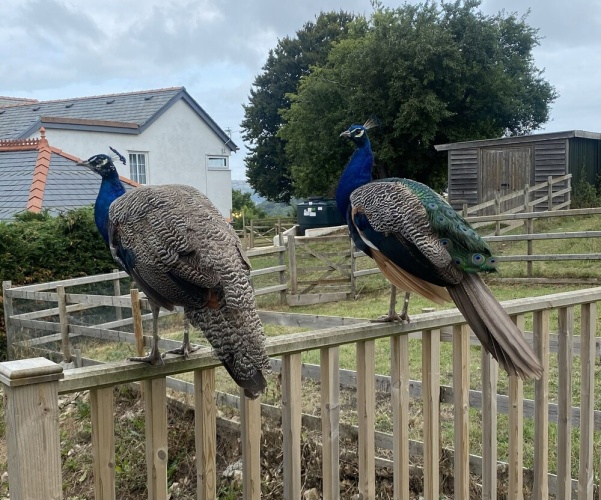 Cottage