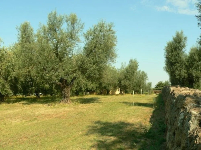 Oliveto Dei Prischi