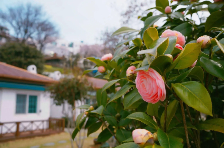 Soh Guesthouse