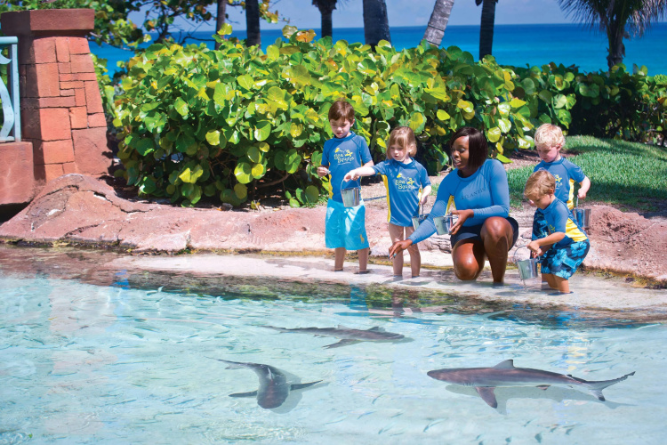 The Coral at Atlantis photo 31