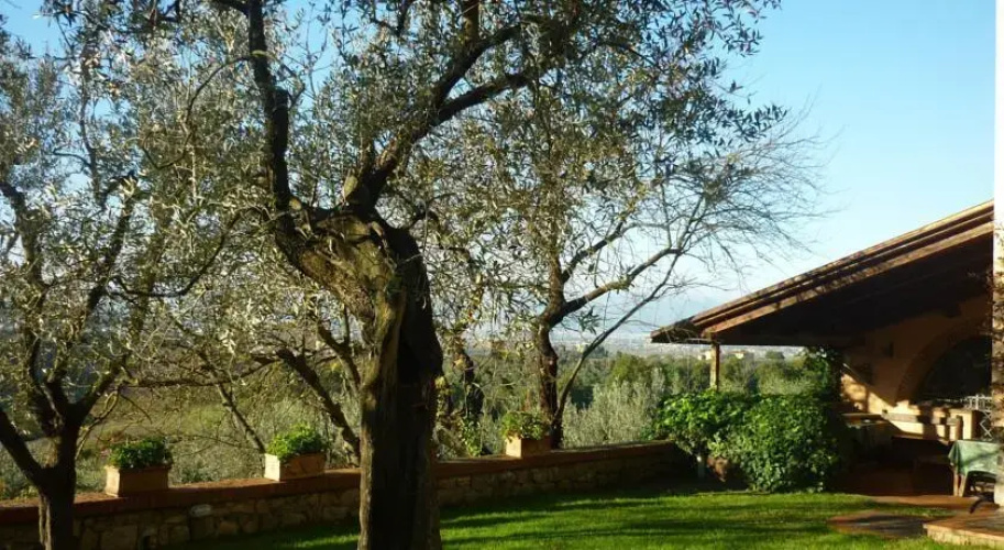 il mandorlo