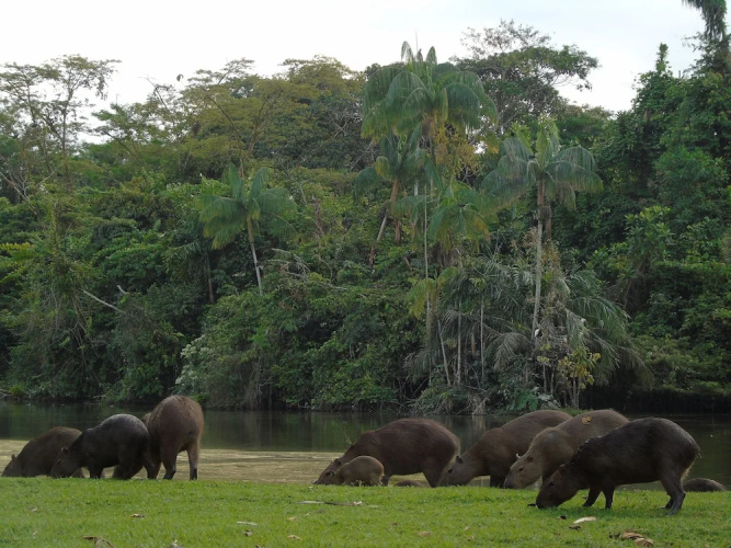 Reserva de Piedemonte